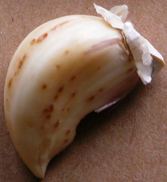 Streaks and spotting of garlic due to eriophyid mites.