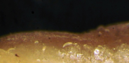 Eriophyid mites on the surface of a garlic clove. Photo by Melodie Putnam