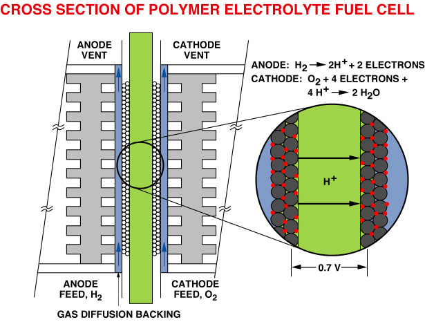 Cross Section of Polymer Electrolyte Fuel Cell