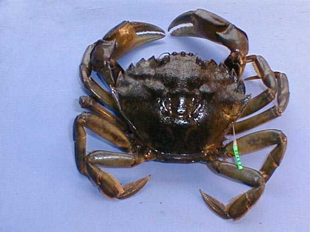 European green crab marked with a numbered tag