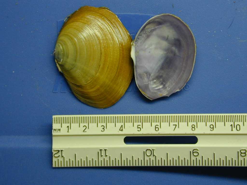 purple varnish clam