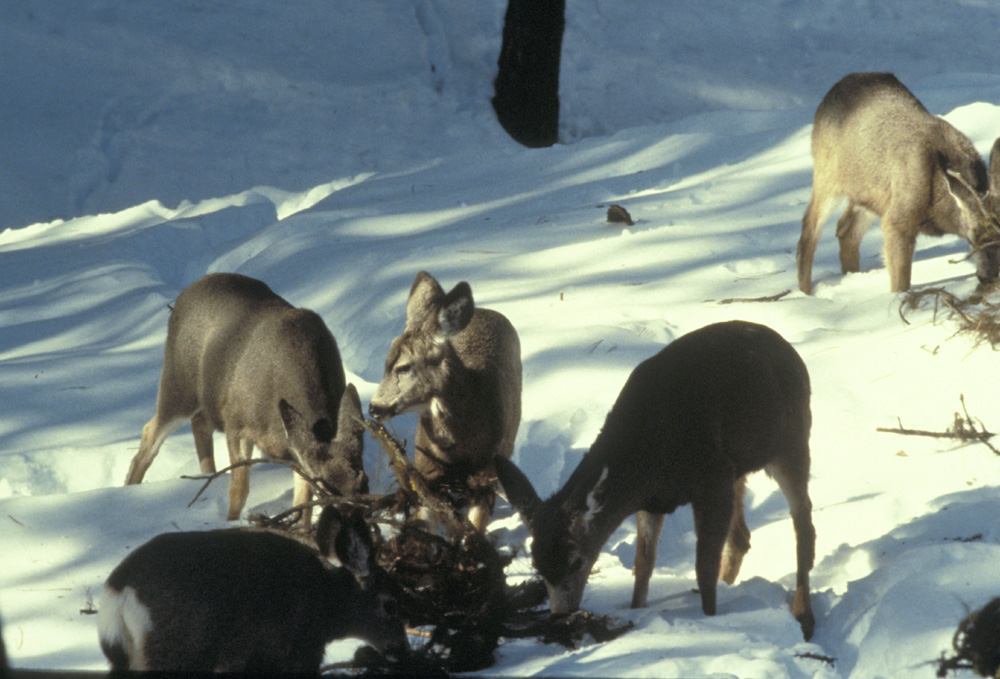 Mule deer eating Bryoria
