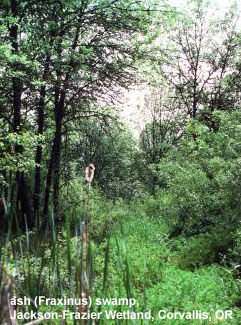 Ash swamp, Jackson-Frazier wetland