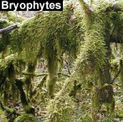 Bryophytes