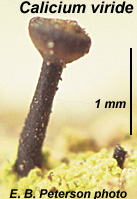 Calicium viride, a pin lichen