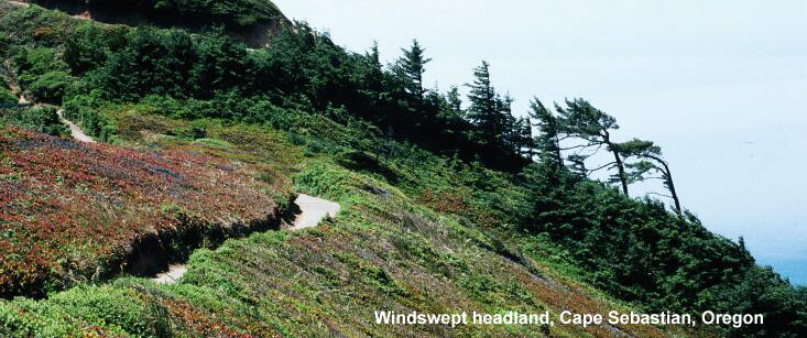 Windswept headland, Cape Sebastian, Oregon