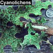 Cyanolichens