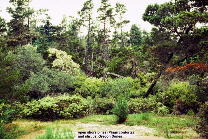 open shore pines and shrubs, Oregon dunes