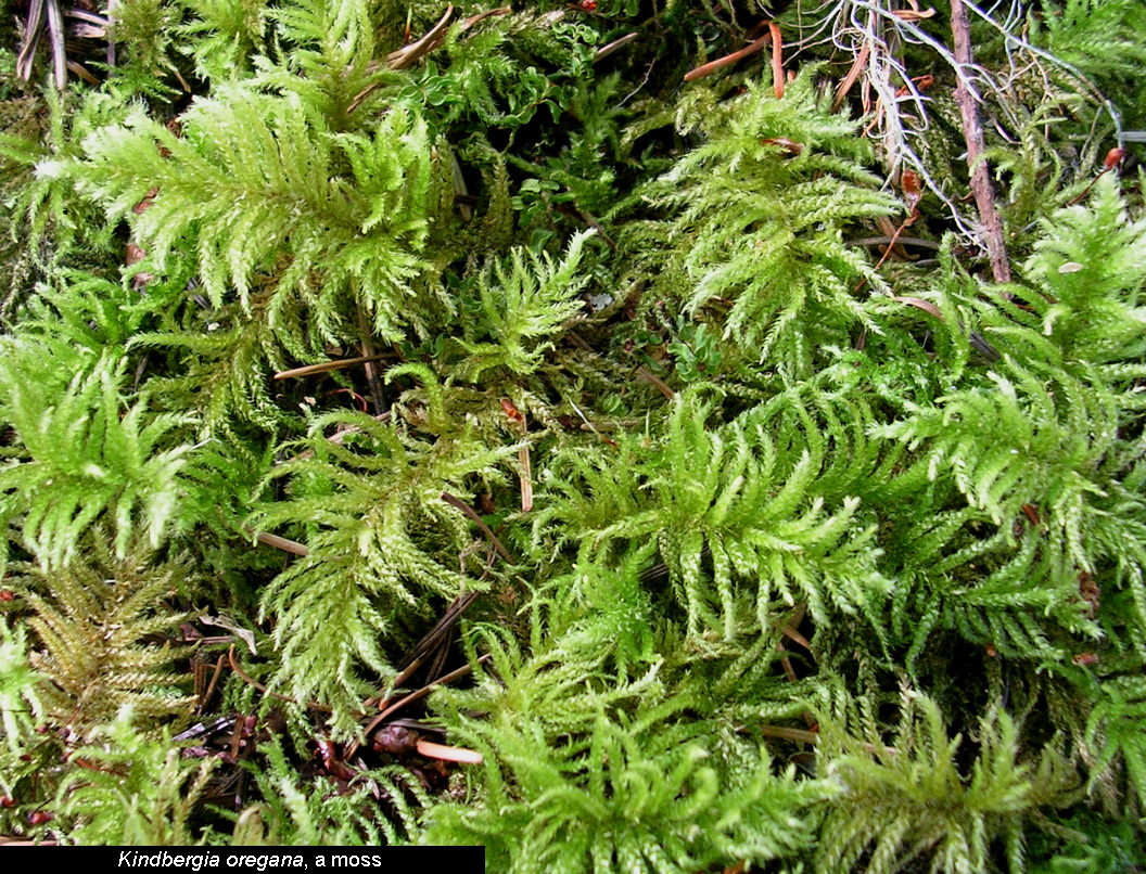 Kindbergia oregana, a moss