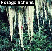 Forage lichens
