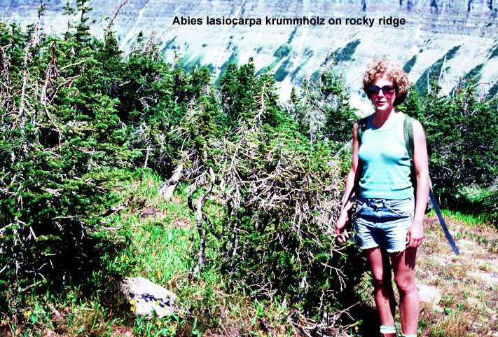 Abies lasiocarpa krummholz on rocky ridge