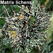 Matrix lichens