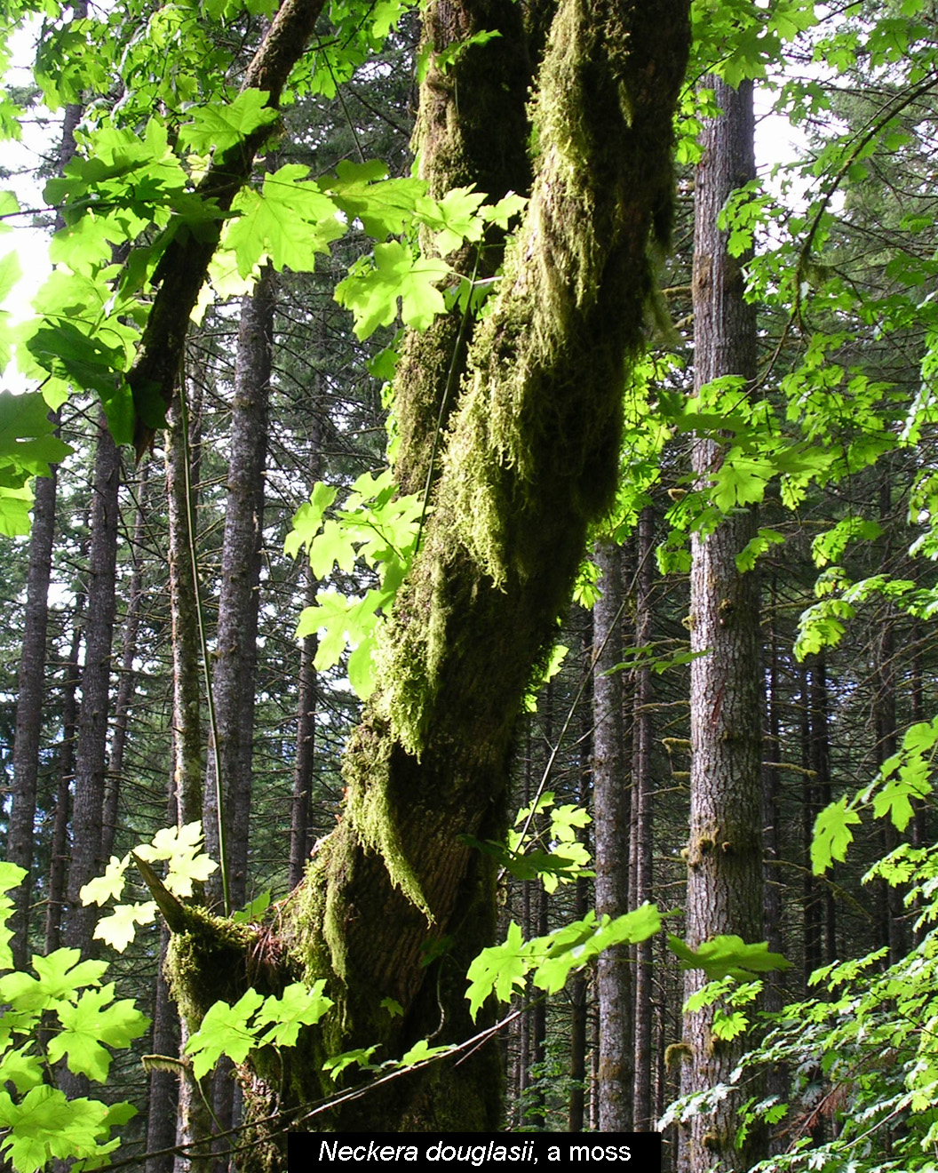 The moss Neckera douglasii on vine maple shrub