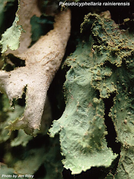 Pseudocyphellaria rainierensis