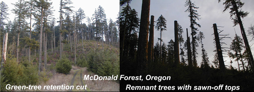 Green tree retention cut and remnant trees with sawn-off tops