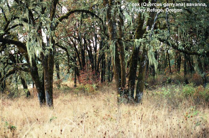 Oak savanna, Finley NWR, Oregon