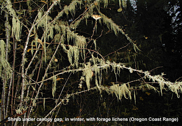 Shrub under canopy gap, in winter, with forage lichens
