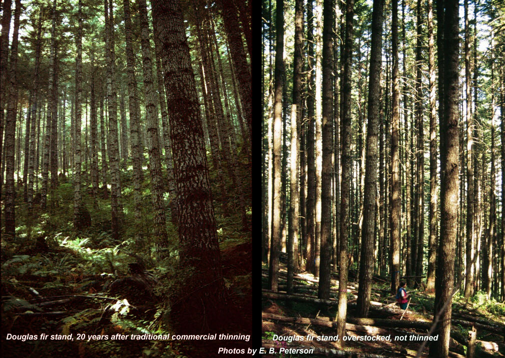 Douglas fir stands, thinned vs. overstocked