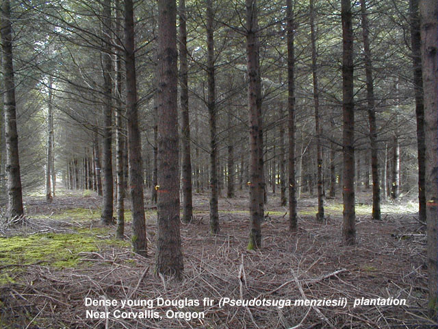 Dense young Douglas fir plantation