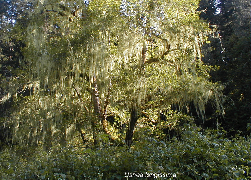 Usnea longissima