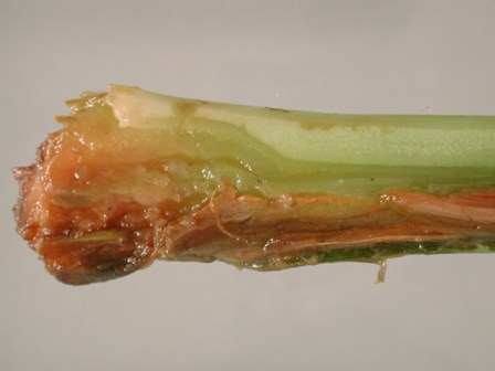 Daños en fruto