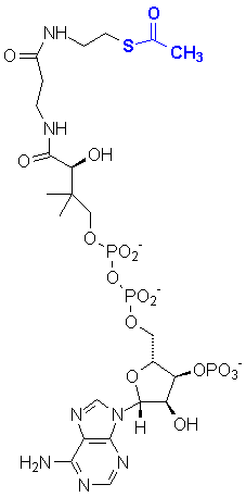 AcCoA.gif (5326 bytes) Acetyl Coenzyme A is a complex molecule beginning with a heterocycle, extending through a diphosphate, then a short dipeptide, ending with an acetylated thiol.