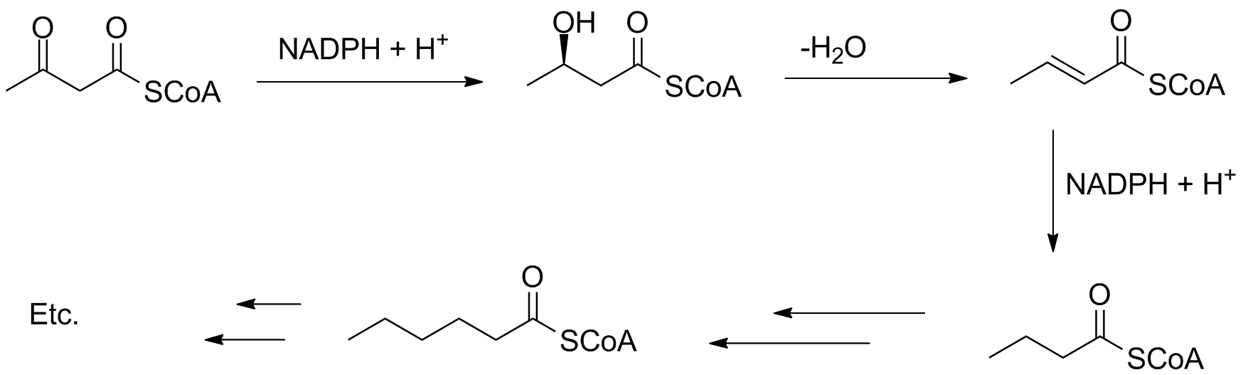 FA_synth.png Fatty acid synthesis involves reduction of the keto group, elimination of water, and reduction of the double bond. This is repeated as necessary to build up as many carbons as needed.