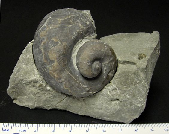 fossil snail