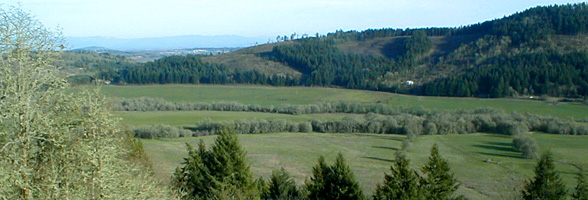 Ash swamp in riparian corridor