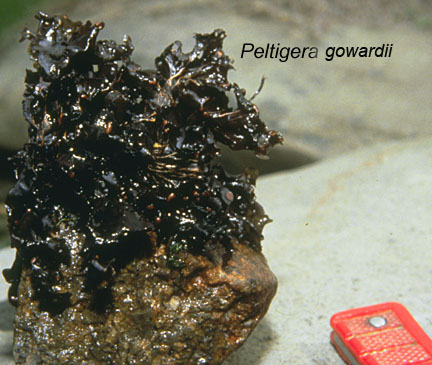 Peltigera hydrothyria