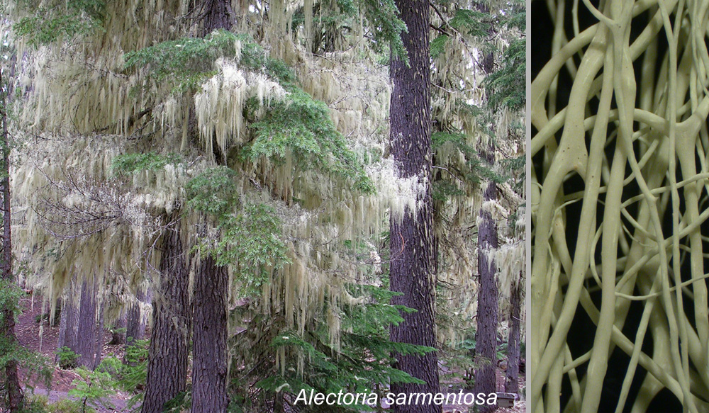 Alectoria sarmentosa