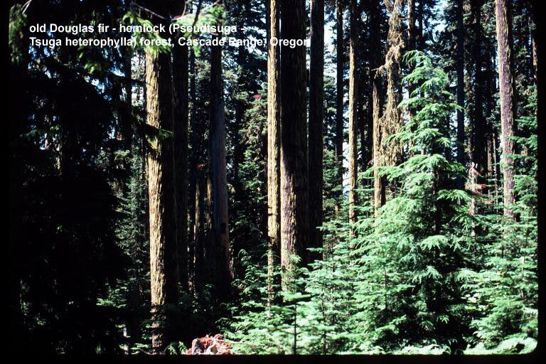Old douglas fir - hemlock forest, Cascade Range, Oregon