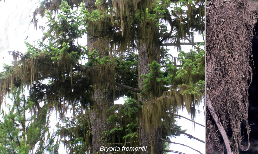 Bryoria fremontii