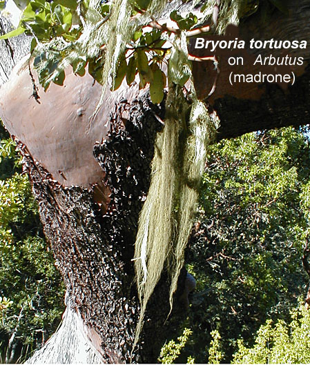 Bryoria tortuosa on Arbutus (madrone)