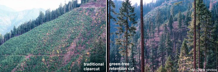 Traditional clearcut and green-tree retention cut