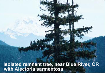 Isolated remnant tree near Blue River, OR, with Alectoria sarmentosa