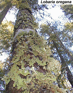 Lobaria oregana