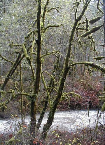 Streamside epiphytes